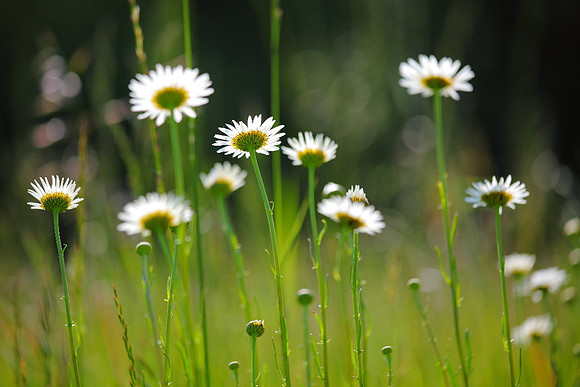 Meadow Daisies