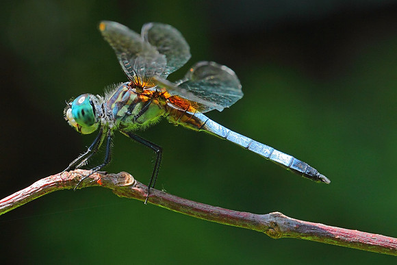 Blue Dasher
