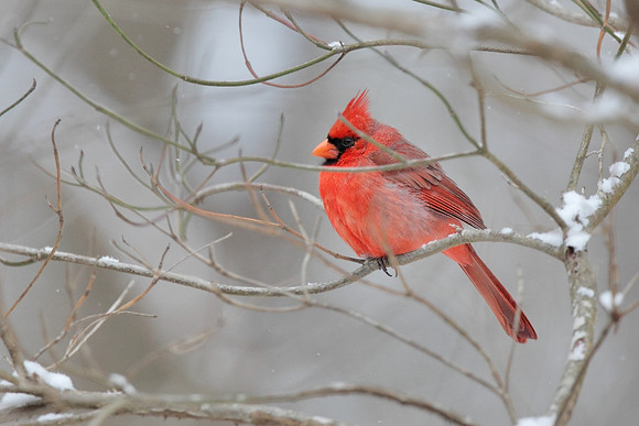'Red'