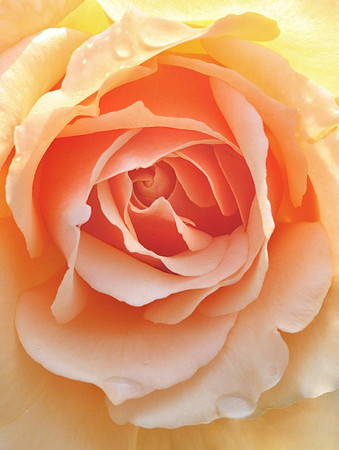 'Autumn Rose'