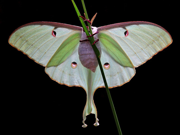 Newly Emerged Luna Moth