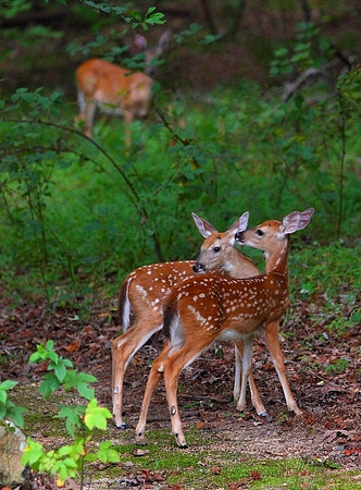 'Shhh!  Mom'll hear you!'